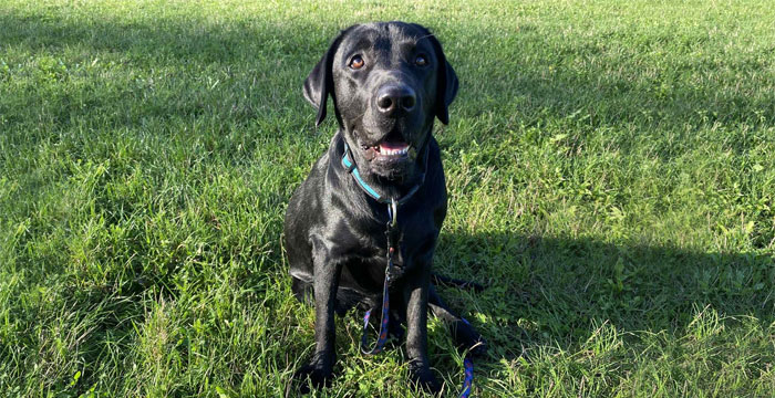 Byron, labrador do adopcji
