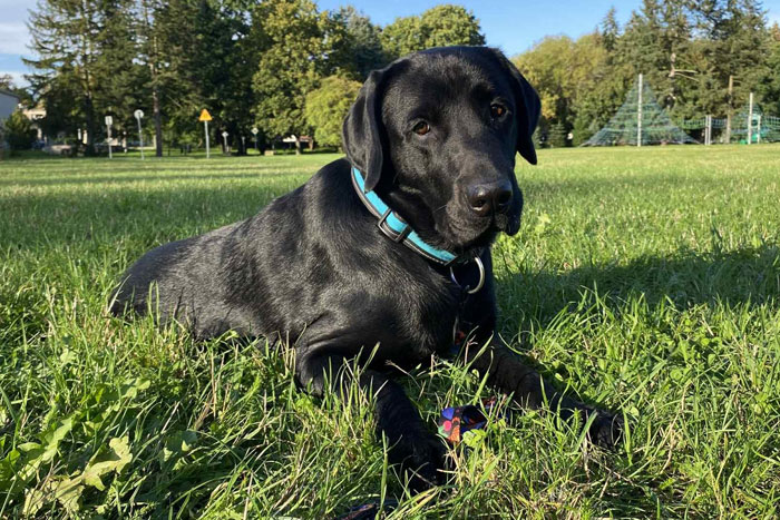Byron, labrador do adopcji