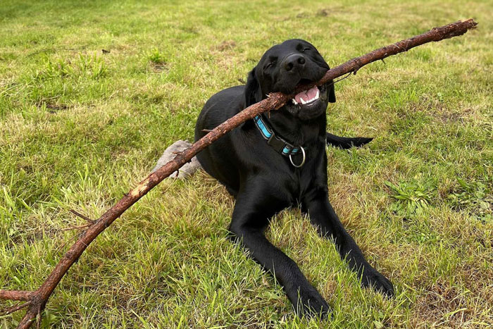 Byron, labrador do adopcji