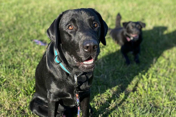 Byron, labrador do adopcji
