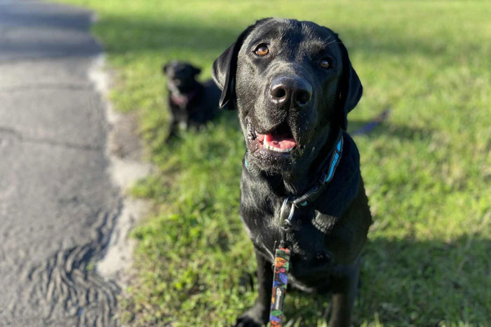 Byron, labrador do adopcji