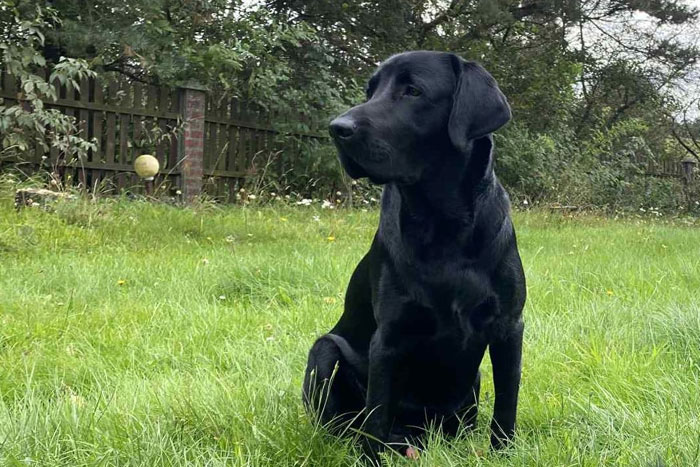 Byron, labrador do adopcji
