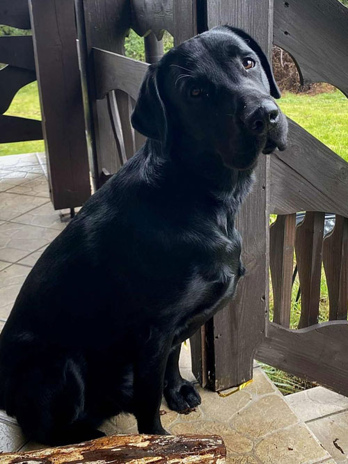 Byron, labrador do adopcji
