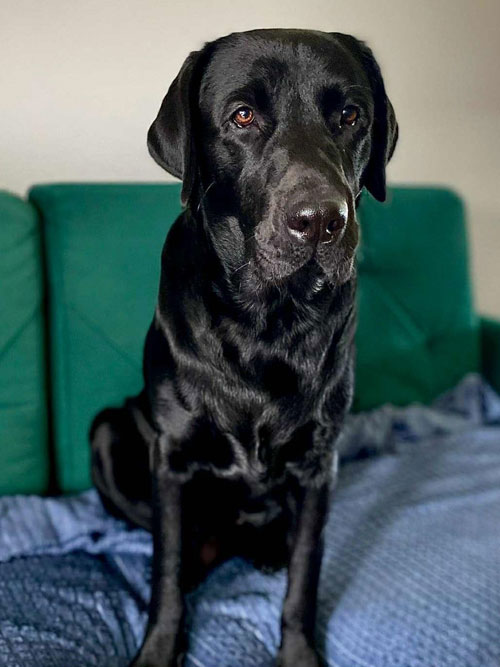 Byron, labrador do adopcji
