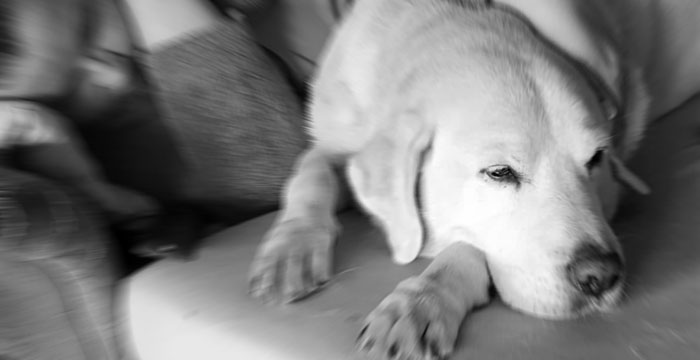 Labrador Czedar