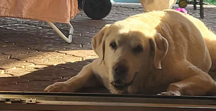 Labrador Czedar