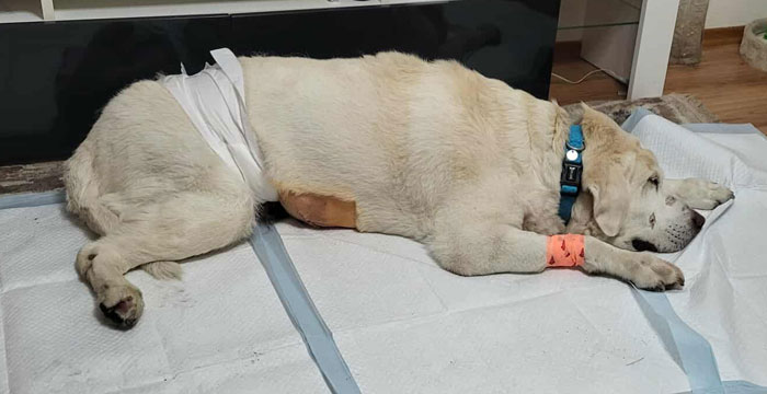 Labrador Czedar