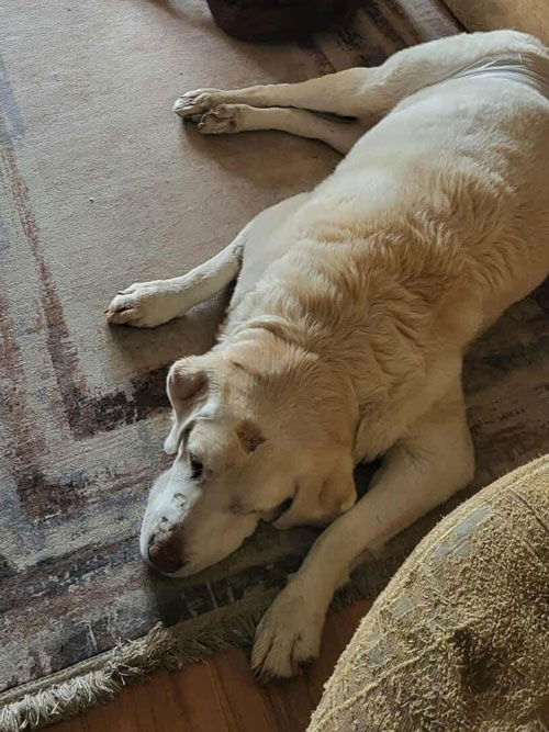 Labrador Czedar