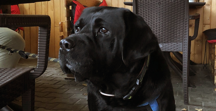 Elton, labrador do adopcji