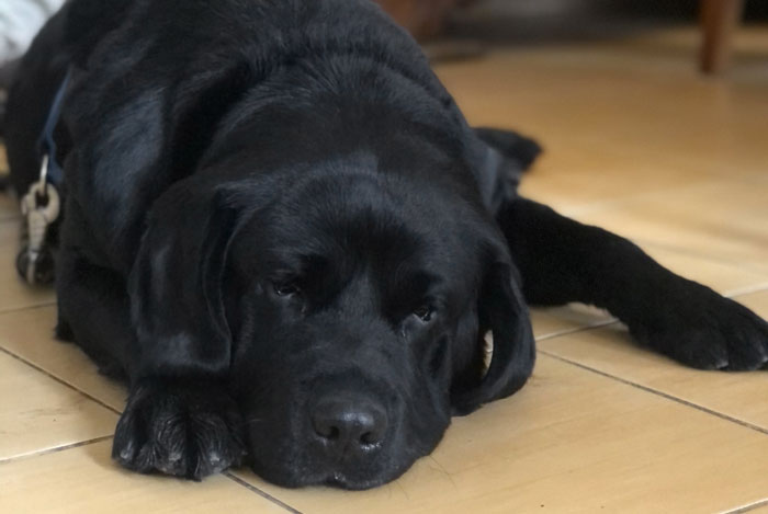 Elton, labrador do adopcji