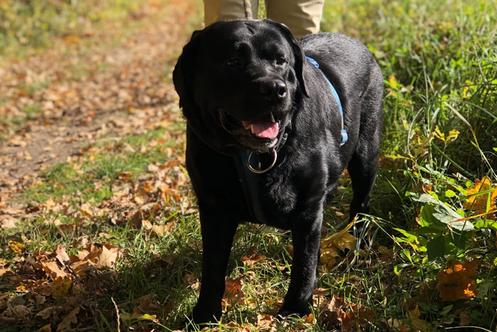 Elton, labrador do adopcji