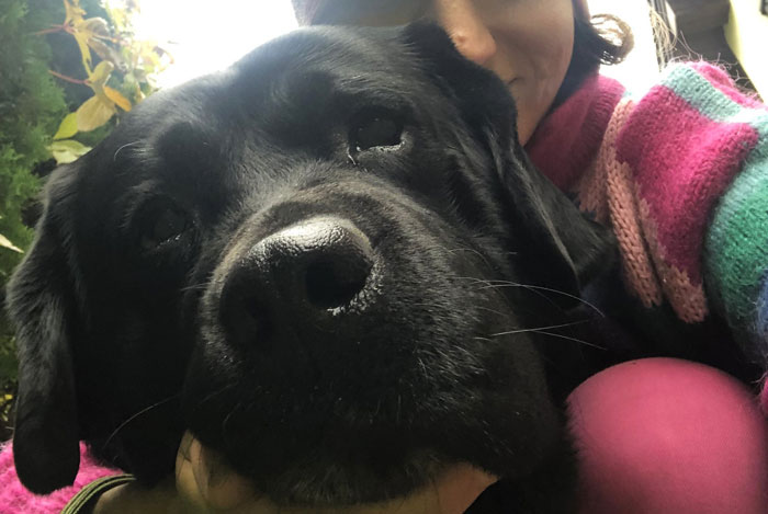 Elton, labrador do adopcji