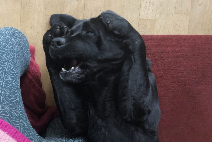 Elton, labrador do adopcji
