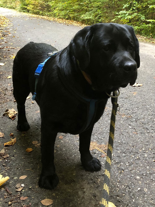 Elton, labrador do adopcji