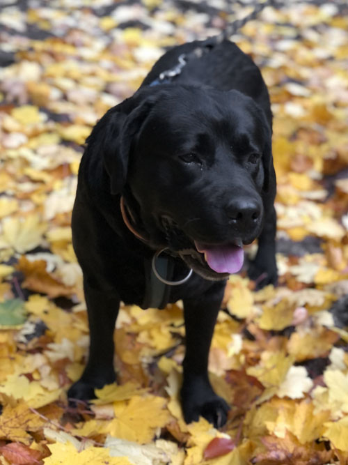 Elton, labrador do adopcji