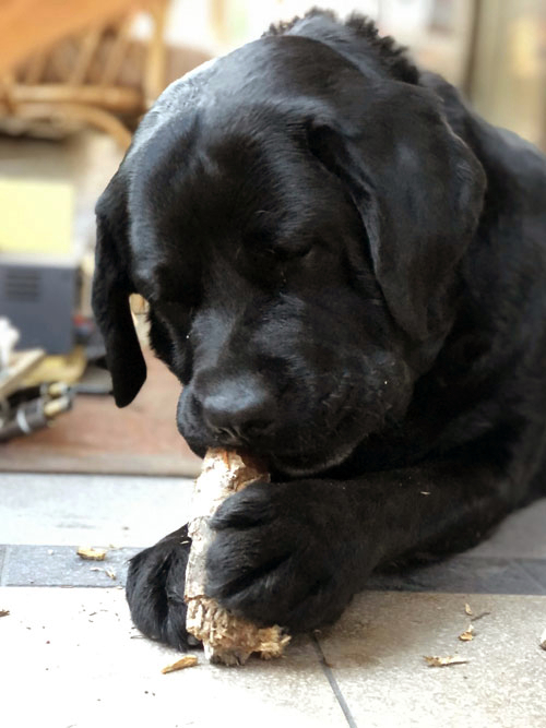 Elton, labrador do adopcji