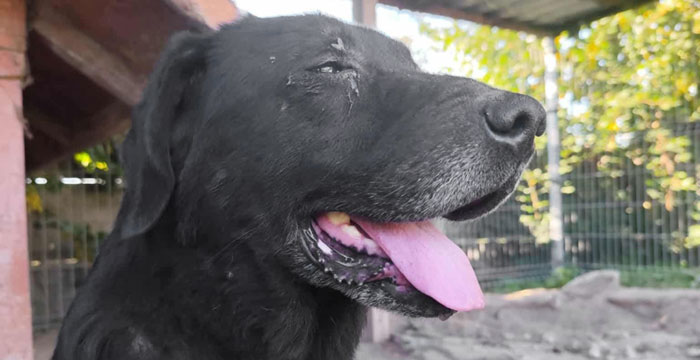 Kumpel, labrador w potrzebie