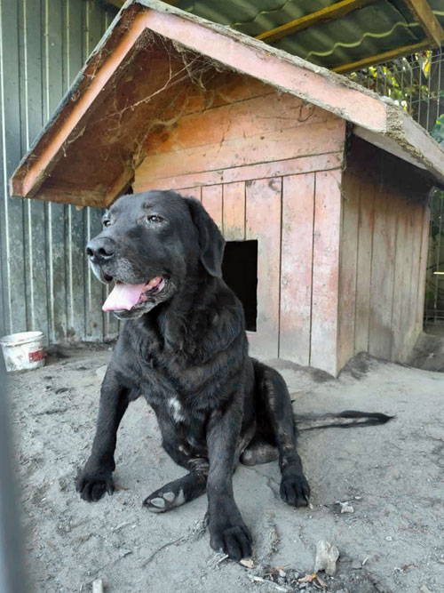 Kumpel, labrador w potrzebie