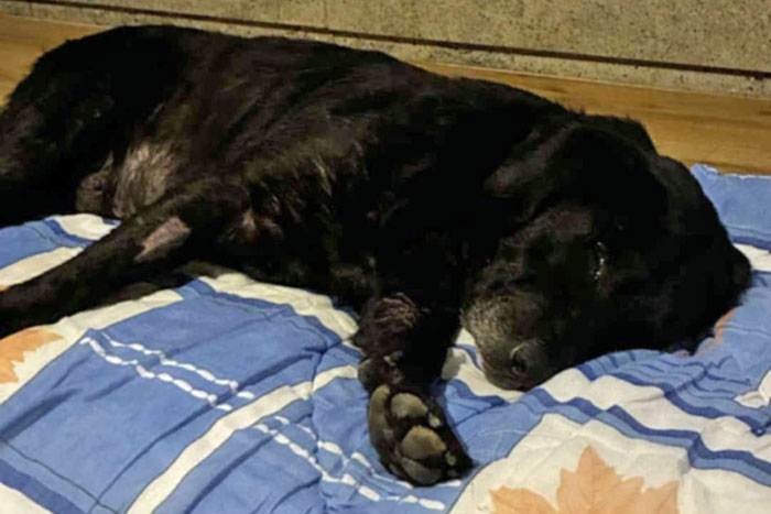 Kumpel, labrador w potrzebie
