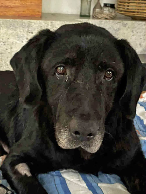 Kumpel, labrador w potrzebie