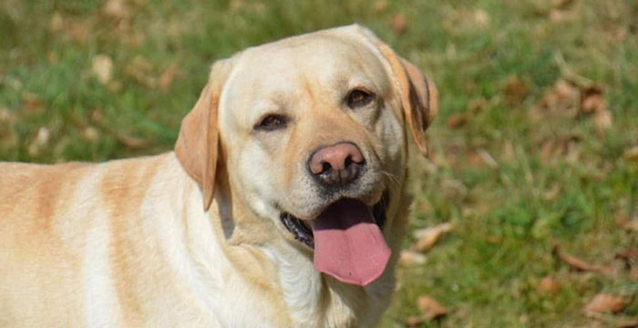 Latte, labradorka do adopcji