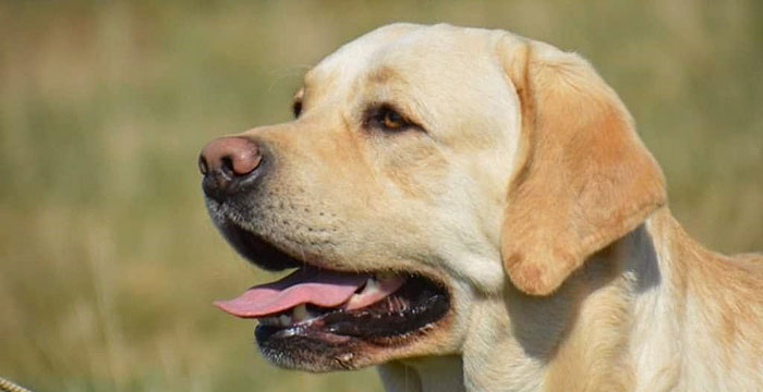 Latte, labradorka do adopcji