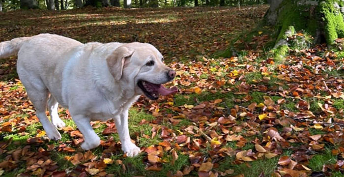 Latte, labradorka do adopcji