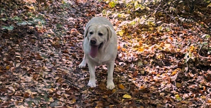 Latte, labradorka do adopcji
