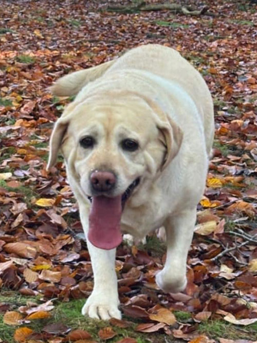 Latte, labradorka do adopcji