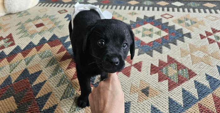 Labradorka Ninja