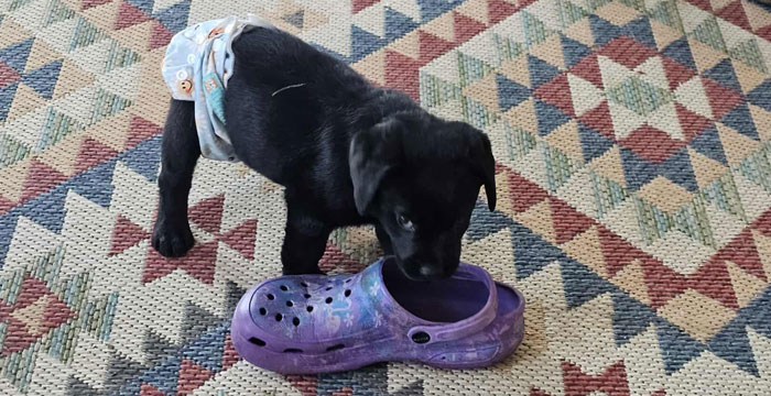 Labradorka Ninja