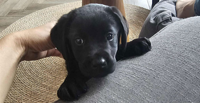 Labradorka Ninja
