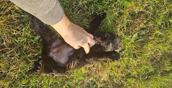 Labradorka Ninja
