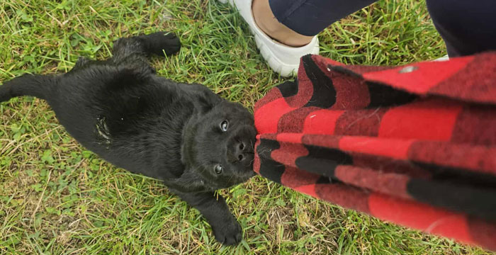 Labradorka Ninja
