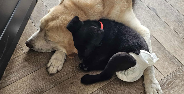 Labradorka Ninja