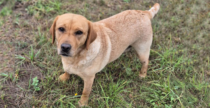 Sally, labradorka do adopcji