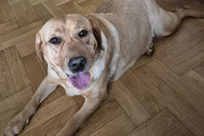 Sally, labradorka do adopcji