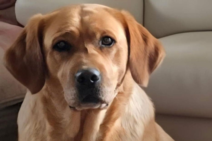 Sally, labradorka do adopcji