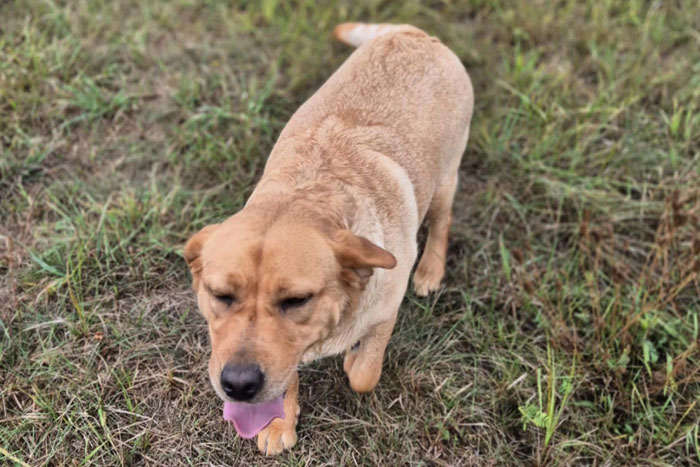 Sally, labradorka do adopcji