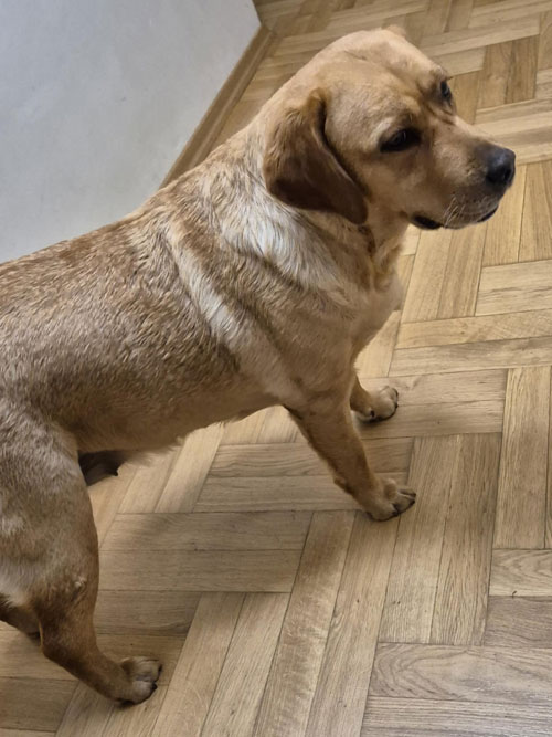 Sally, labradorka do adopcji