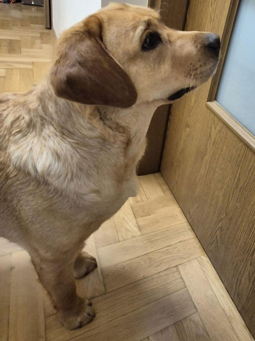 Sally, labradorka do adopcji