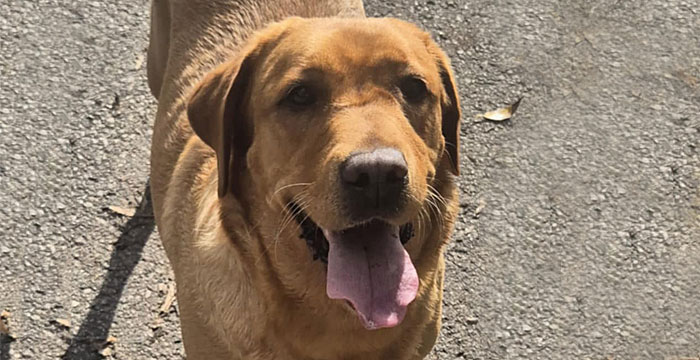 Zorra, labradorka do adopcji