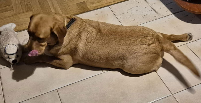 Zorra, labradorka do adopcji