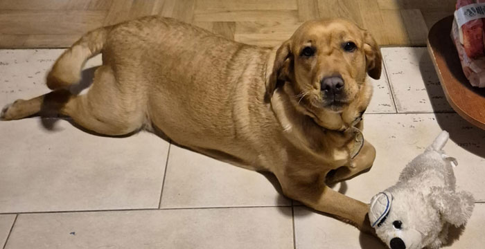 Zorra, labradorka do adopcji
