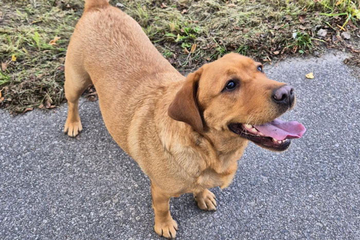 Zorra, labradorka do adopcji