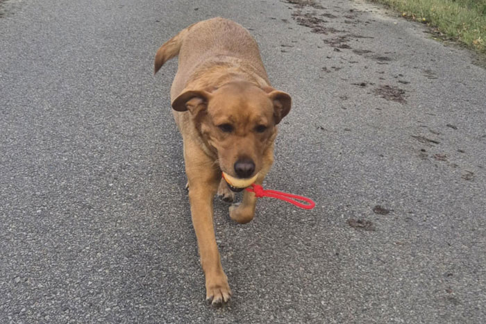 Zorra, labradorka do adopcji