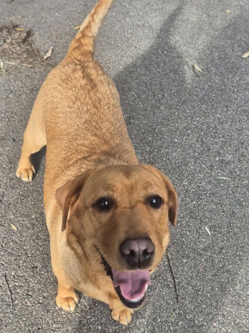 Zorra, labradorka do adopcji