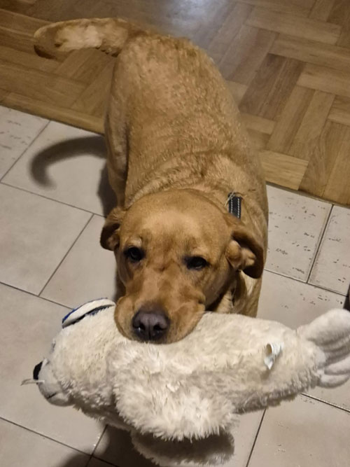 Zorra, labradorka do adopcji