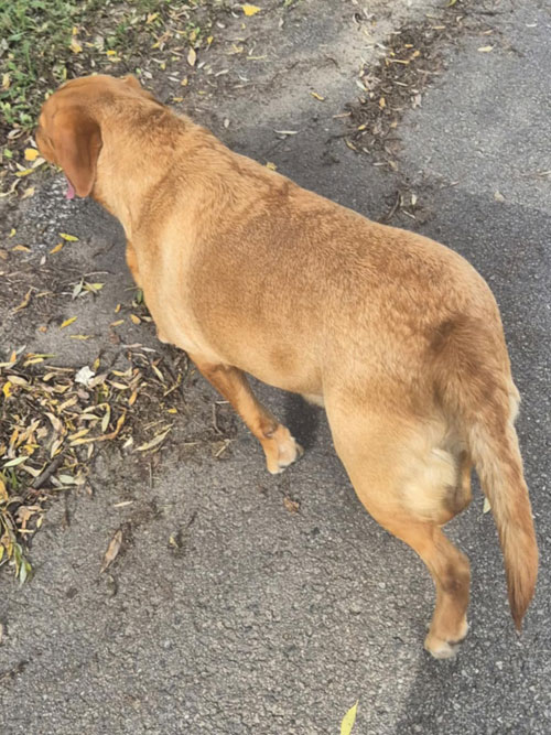 Zorra, labradorka do adopcji