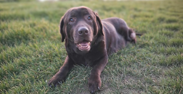 Labradorka Adela w potrzebie